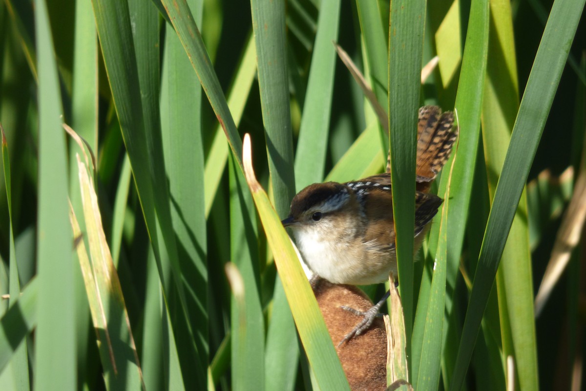 Marsh Wren - ML68192911