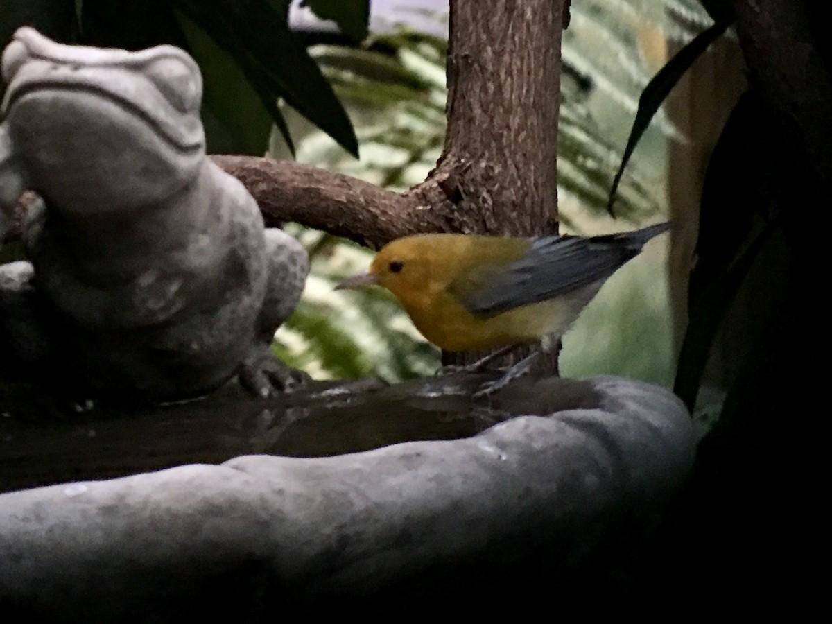 Prothonotary Warbler - Peyton Cook