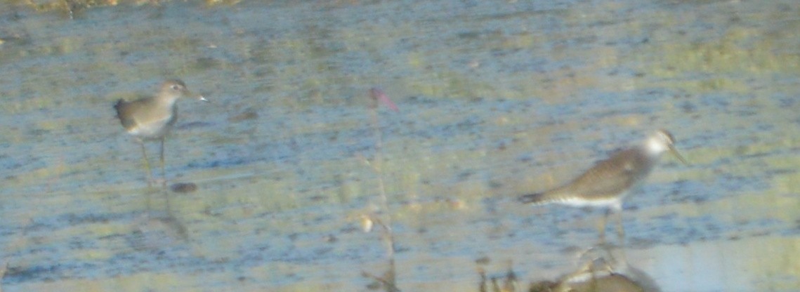 Solitary Sandpiper - ML68193661