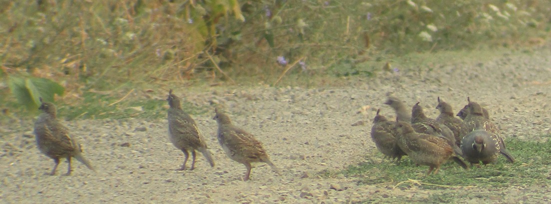 California Quail - ML68194041