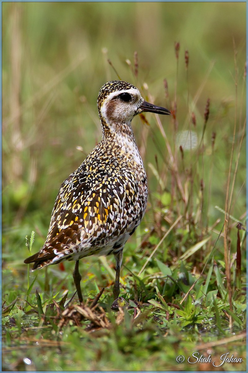 Pacific Golden-Plover - ML68195341