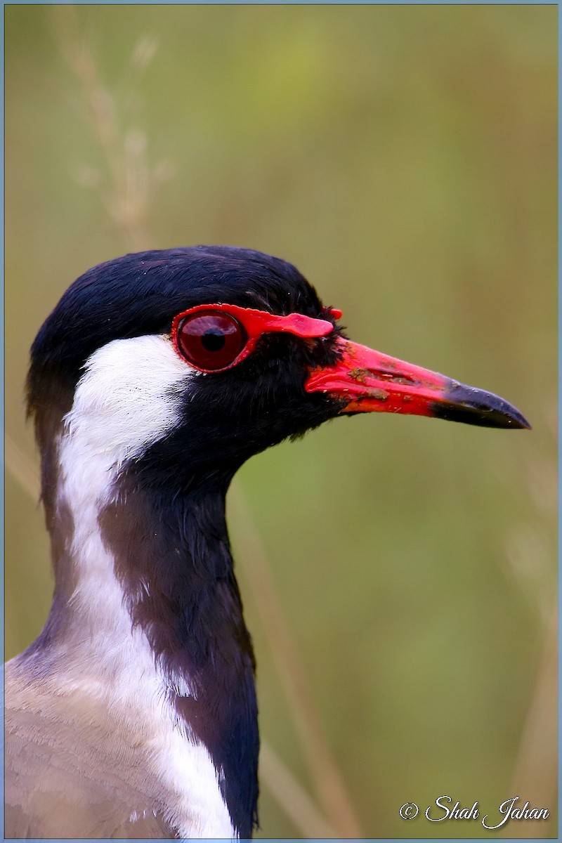 Red-wattled Lapwing - ML68195371