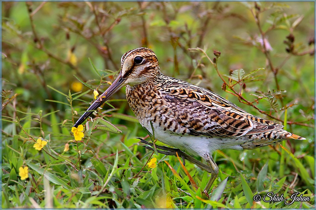 Pin-tailed Snipe - ML68195431