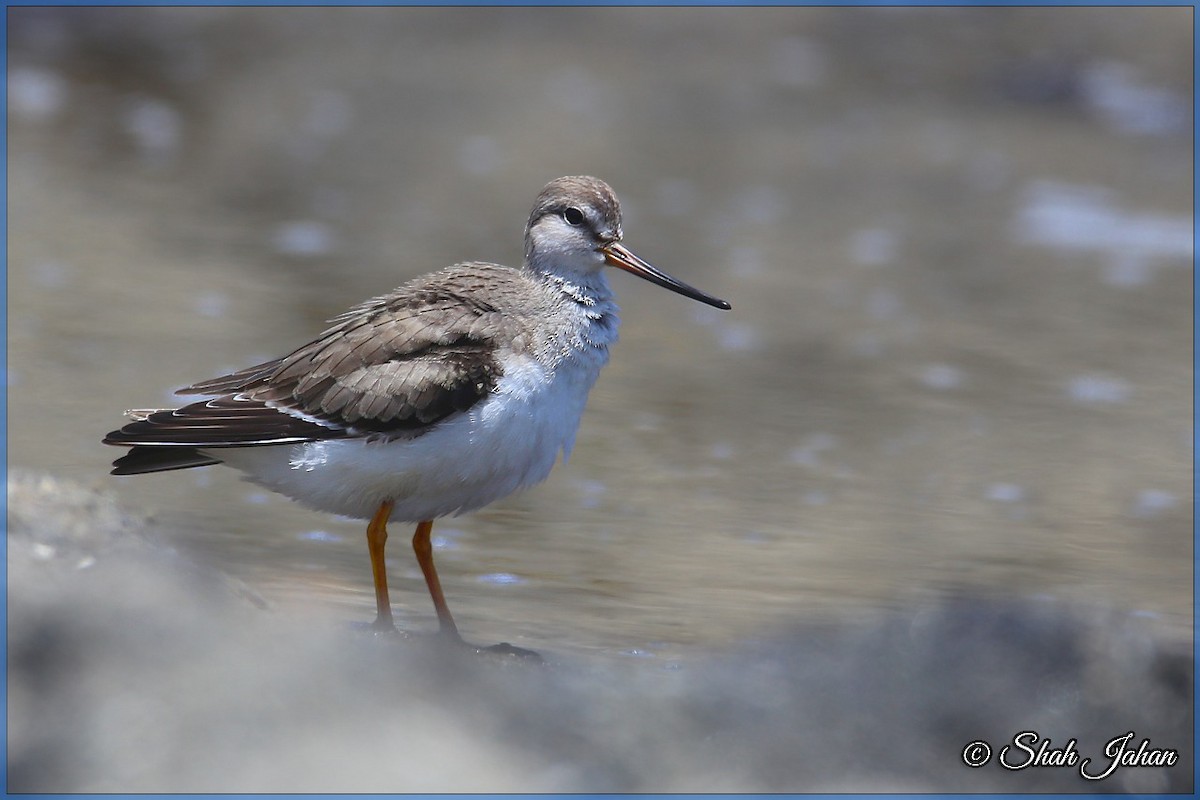 Terek Sandpiper - ML68195551