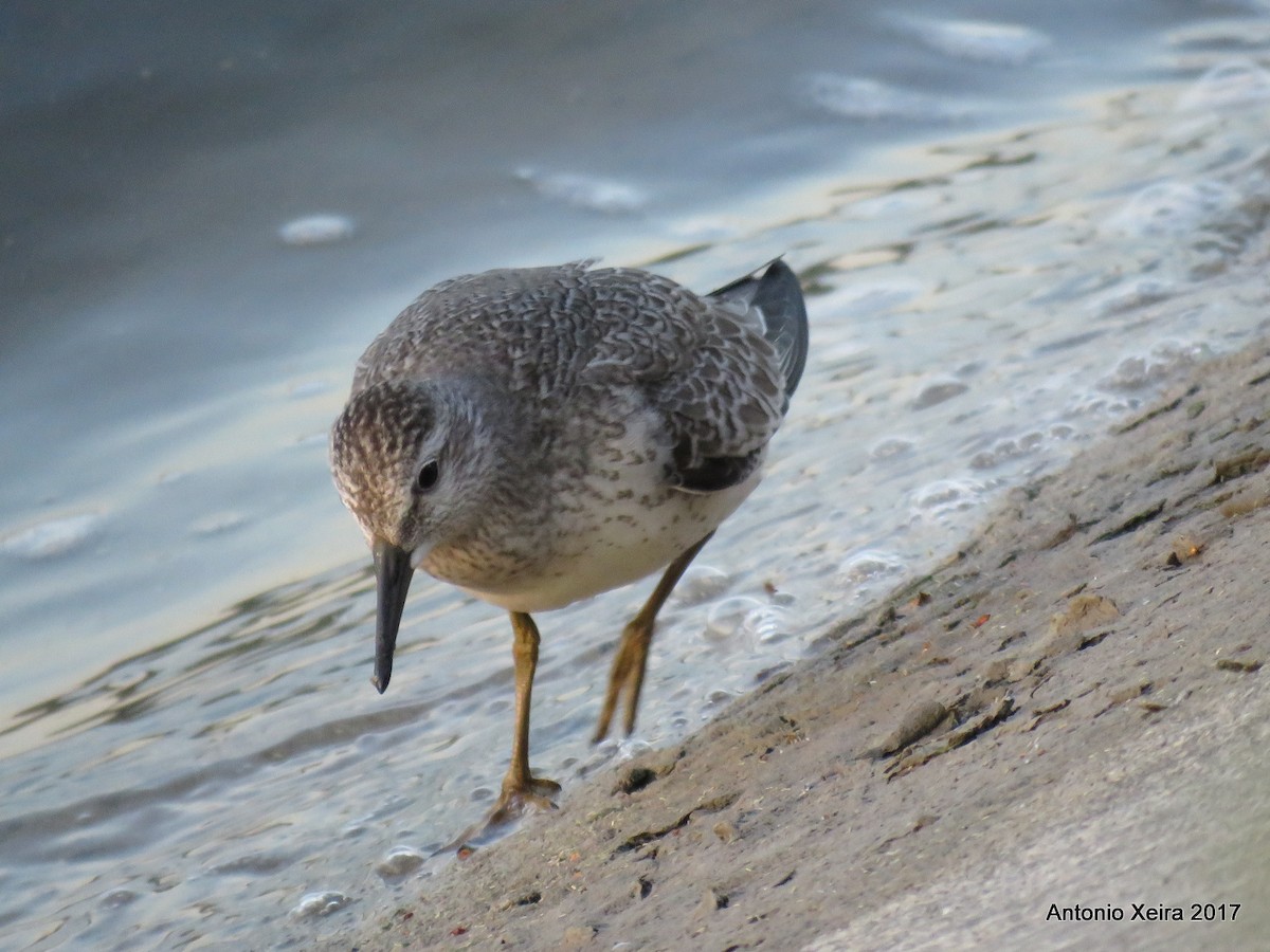 Red Knot - Antonio Xeira