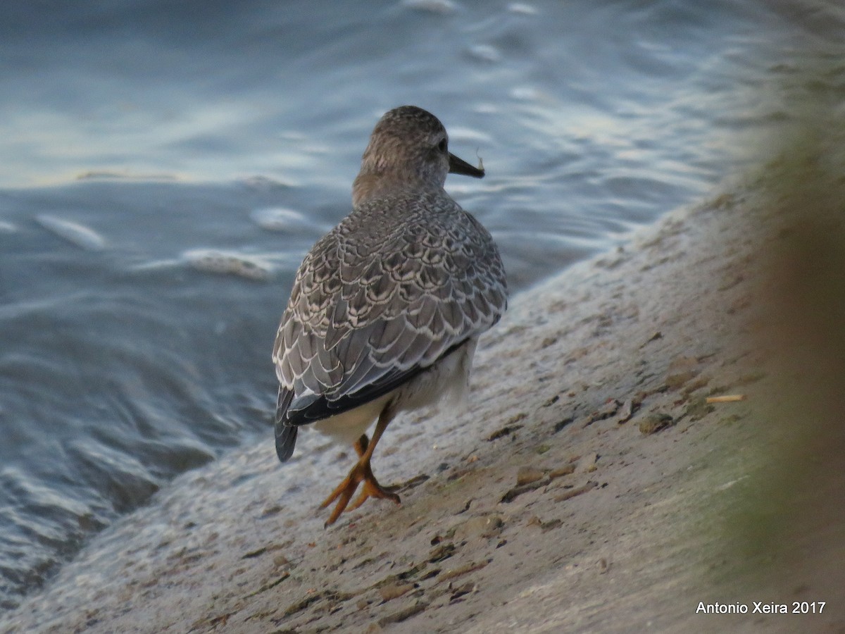 Red Knot - ML68195791