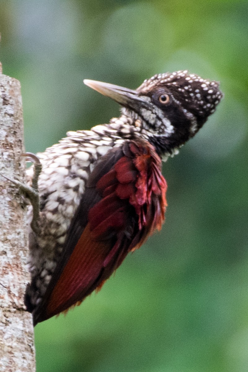 Crimson-backed Flameback - ML68197641