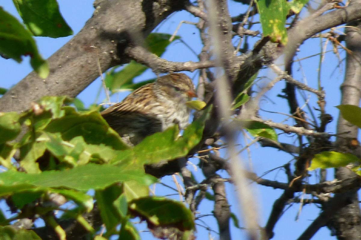 Chipping Sparrow - ML68203811