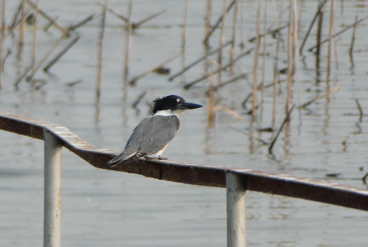 Belted Kingfisher - ML68204131