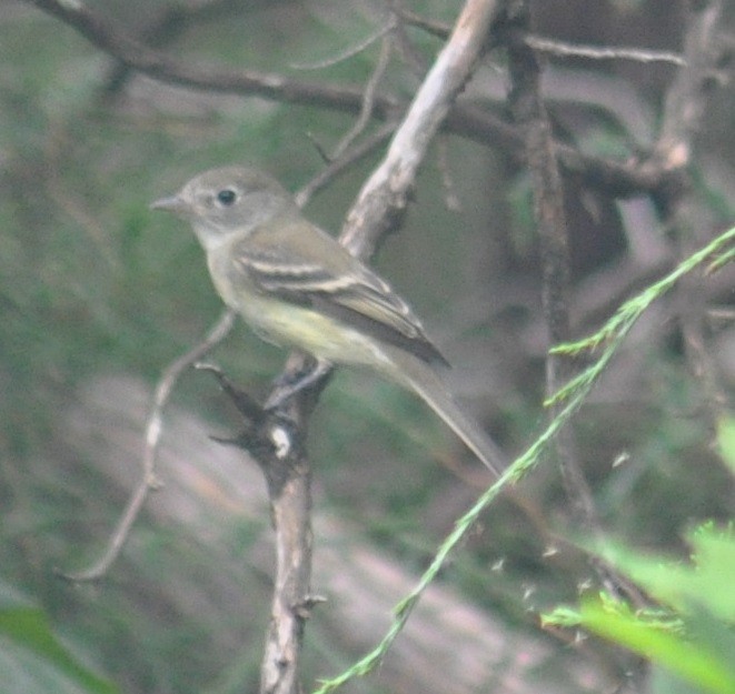 Empidonax sp. - ML68205521