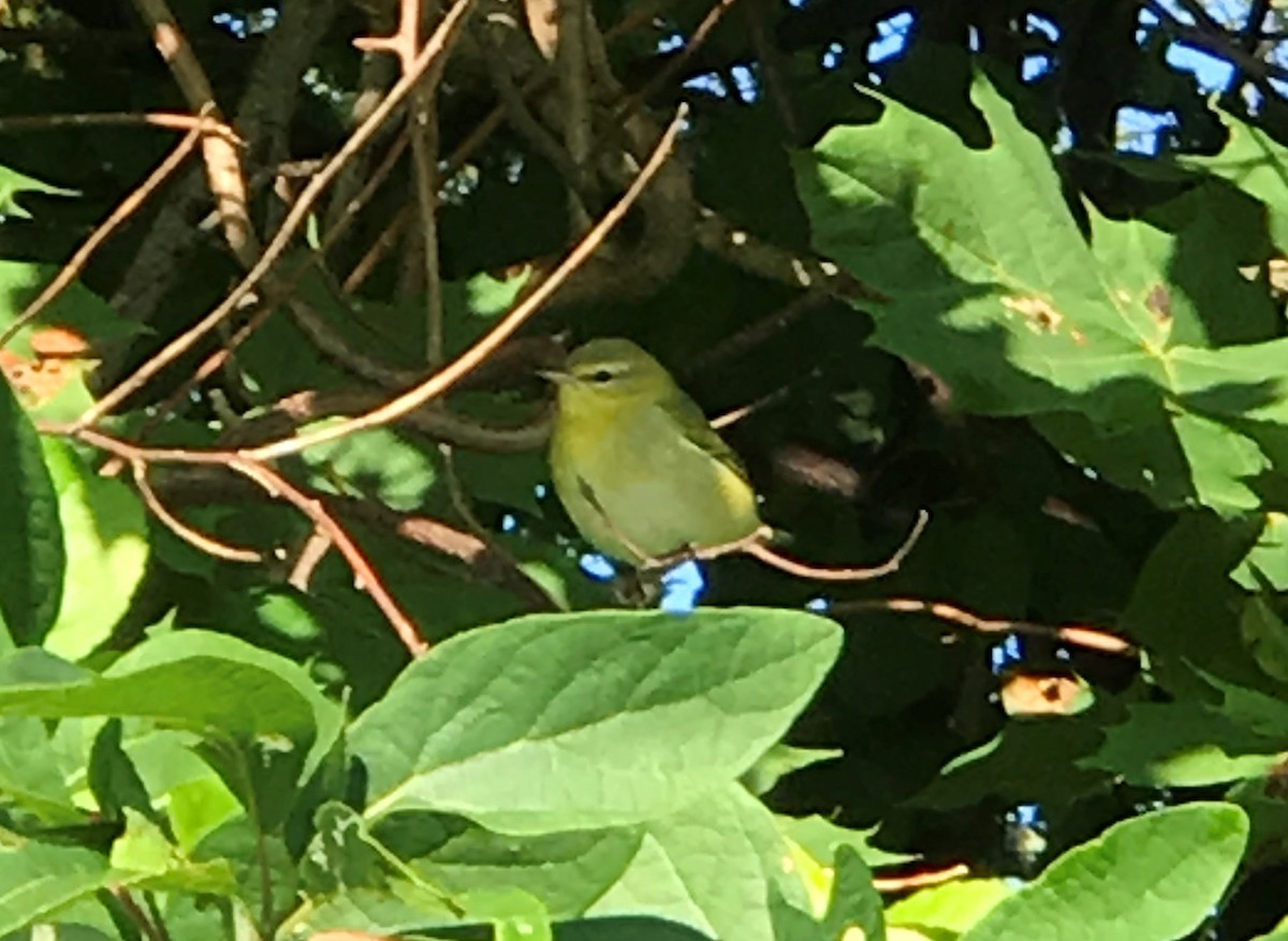 Tennessee Warbler - Brent Bomkamp