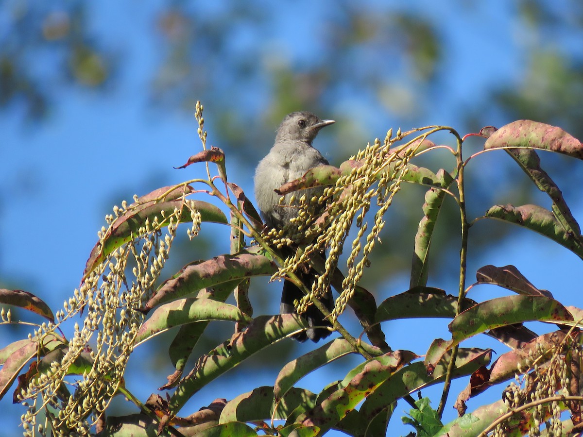 Gray Catbird - ML68207801
