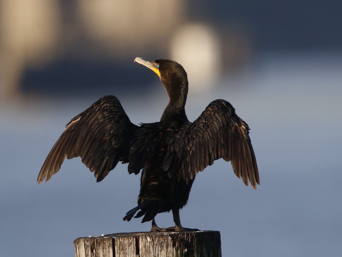 Double-crested Cormorant - Dennis Cheeseman