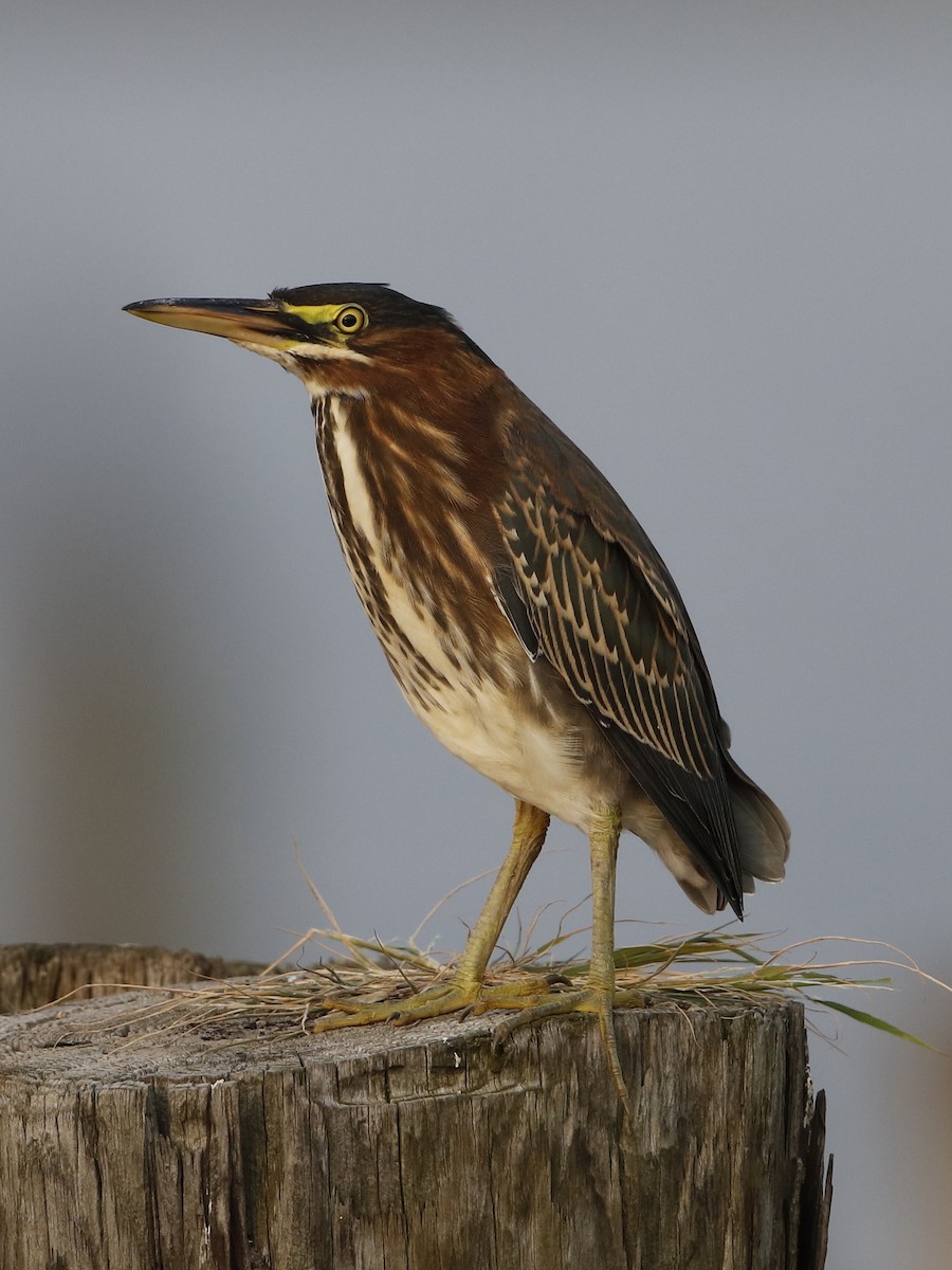 Green Heron - Dennis Cheeseman