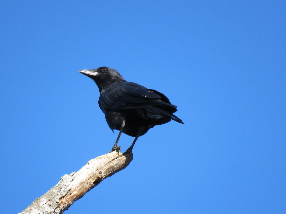 American Crow - ML68208181