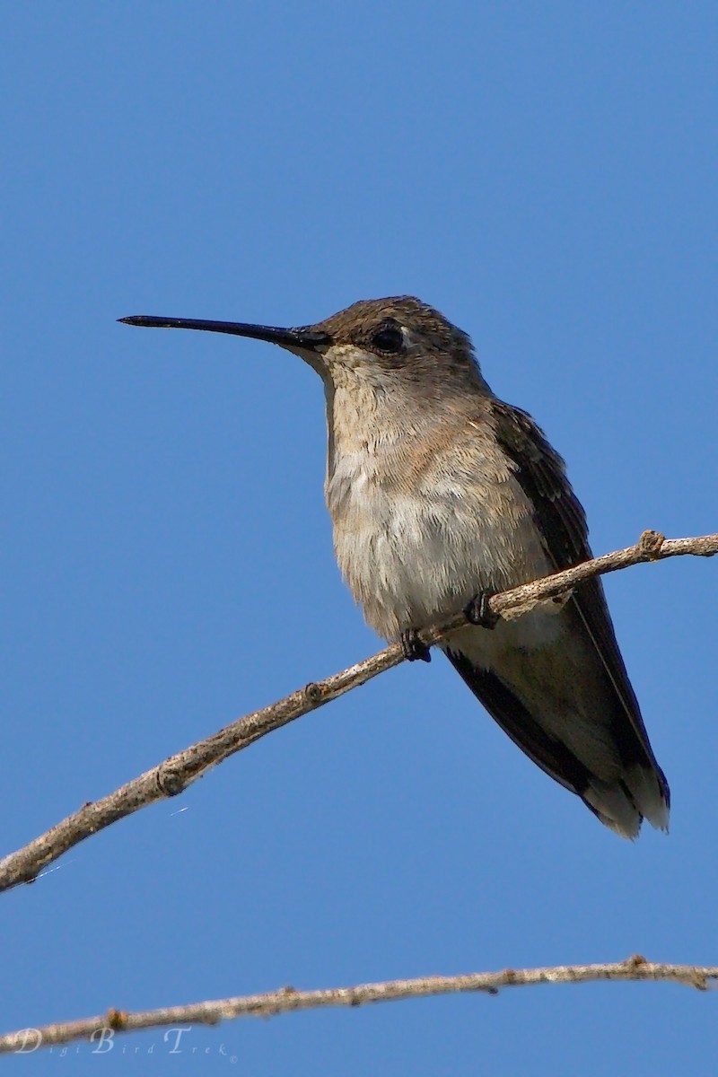 Black-chinned Hummingbird - DigiBirdTrek CA