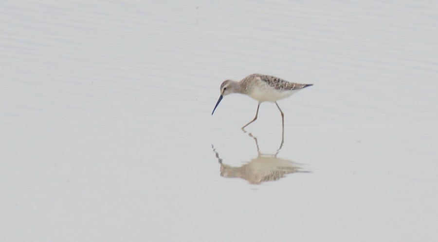 Stilt Sandpiper - ML68208891