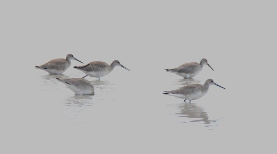 Willet - ML68209081