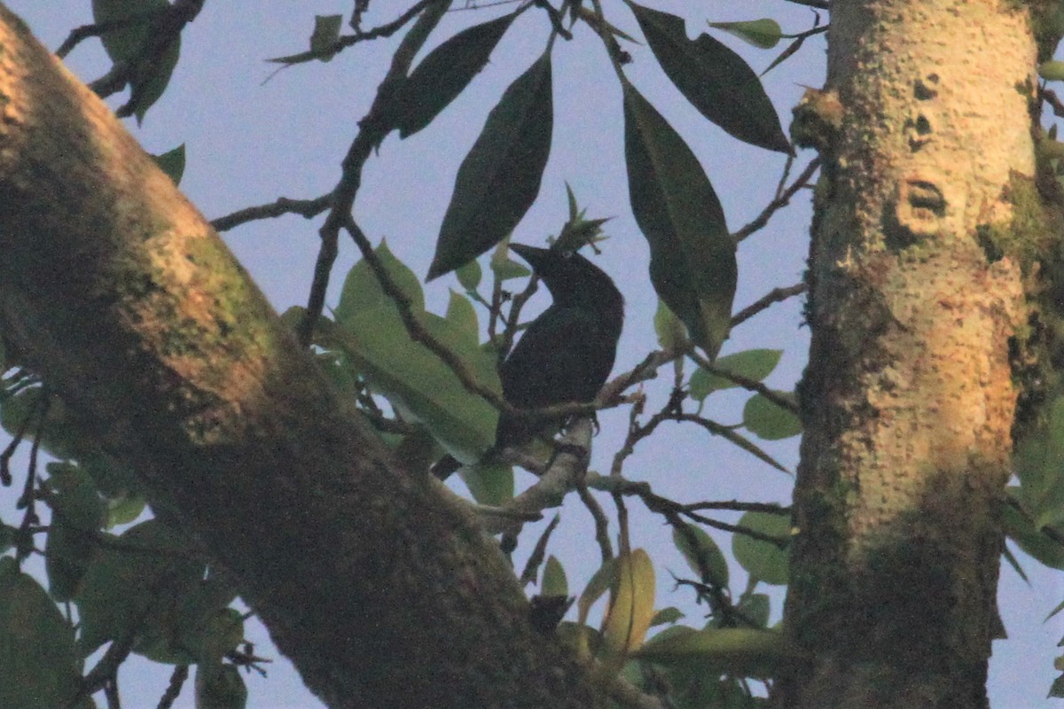 White-eyed Starling - ML68209761