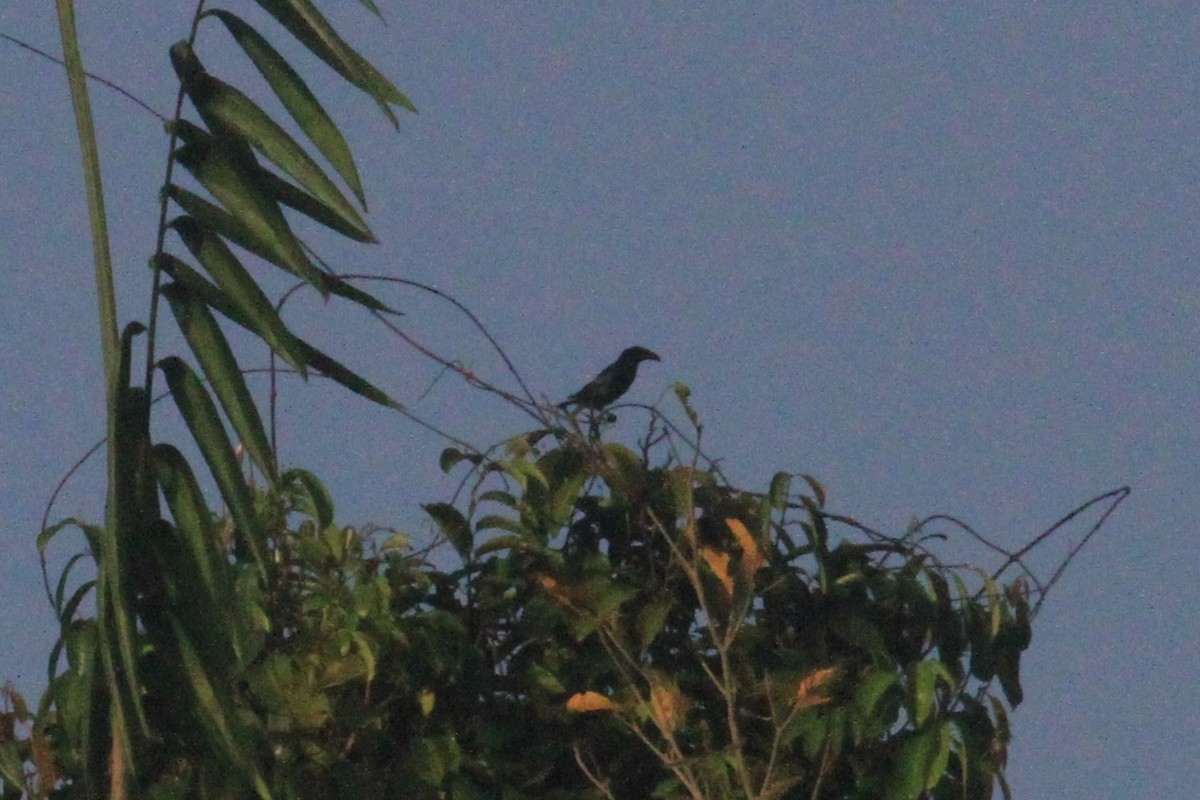 White-eyed Starling - ML68209781