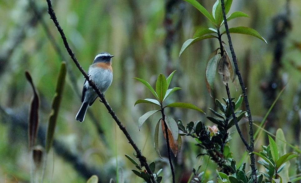 Rufous-breasted Chat-Tyrant - Tor Egil Høgsås