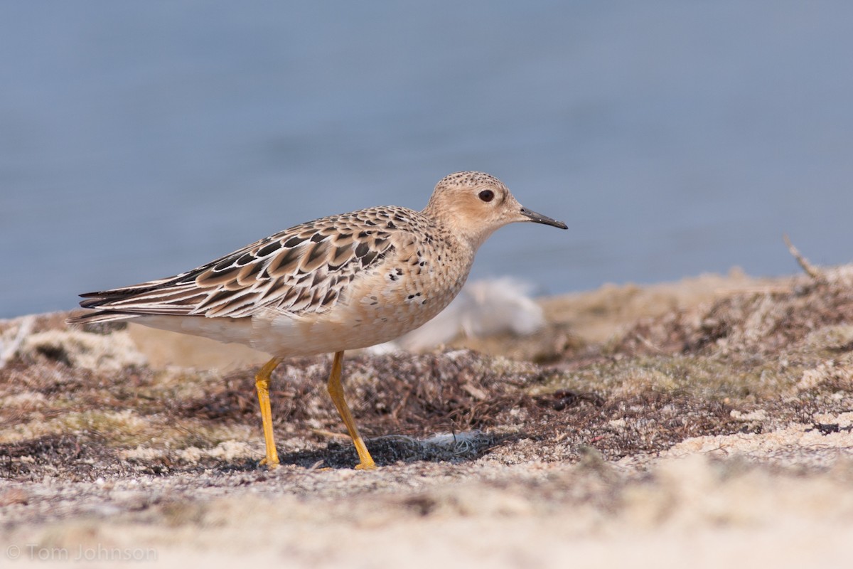 Buff-breasted Sandpiper - ML68212291