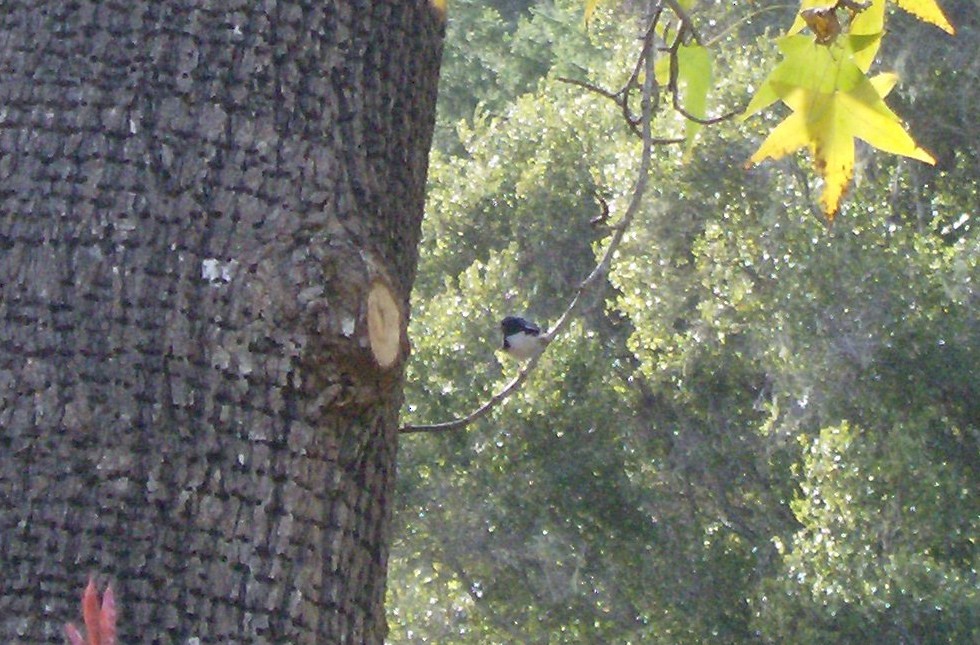 lesňáček modrohřbetý - ML68214711