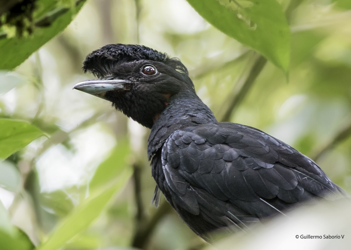 Bare-necked Umbrellabird - ML68215071