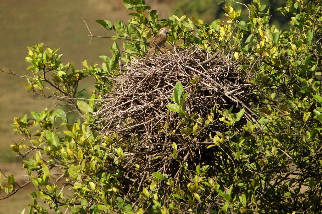 Firewood-gatherer - Carlos Otávio Gussoni