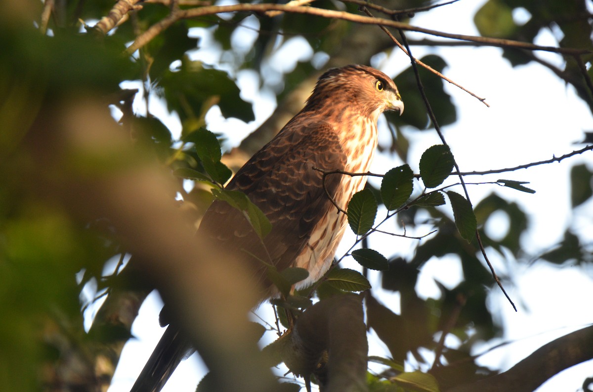 Cooper's Hawk - ML68215771