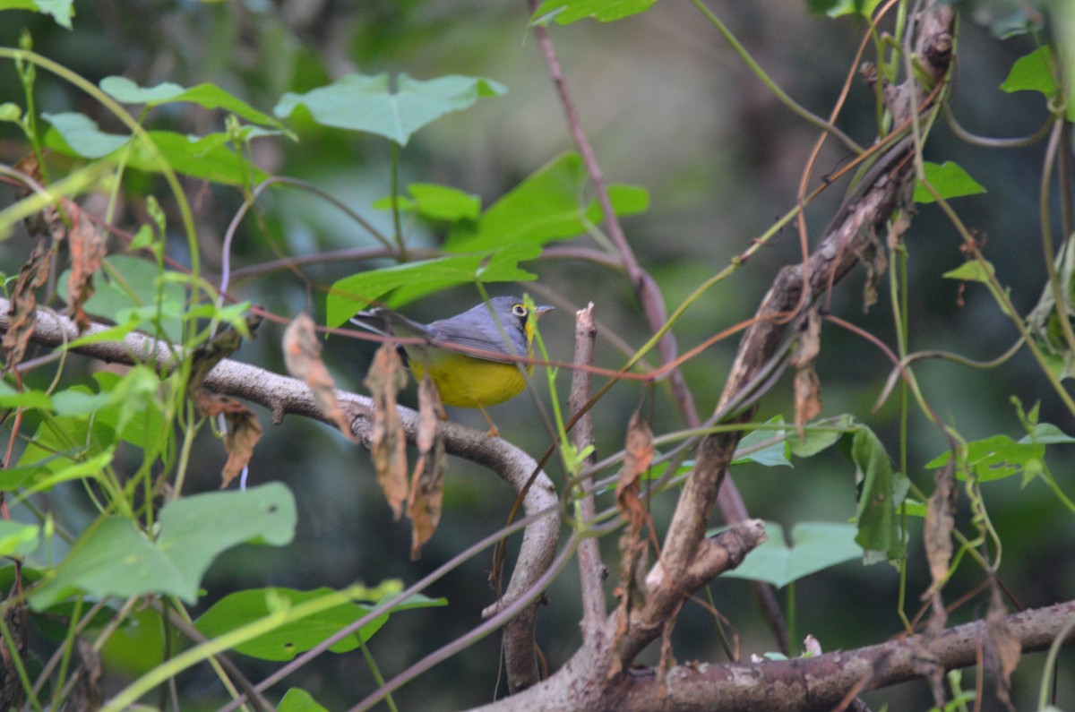 Canada Warbler - Jody Shugart