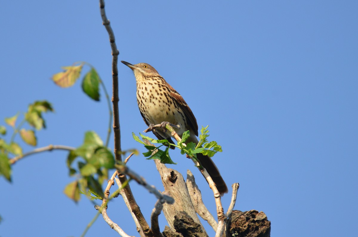 Brown Thrasher - ML68216081