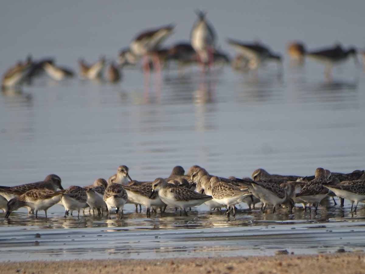 Semipalmated Sandpiper - Jose Luis Pushaina