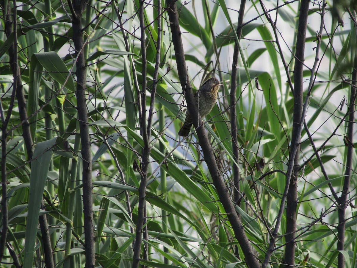 Eurasian Wryneck - ML68219641