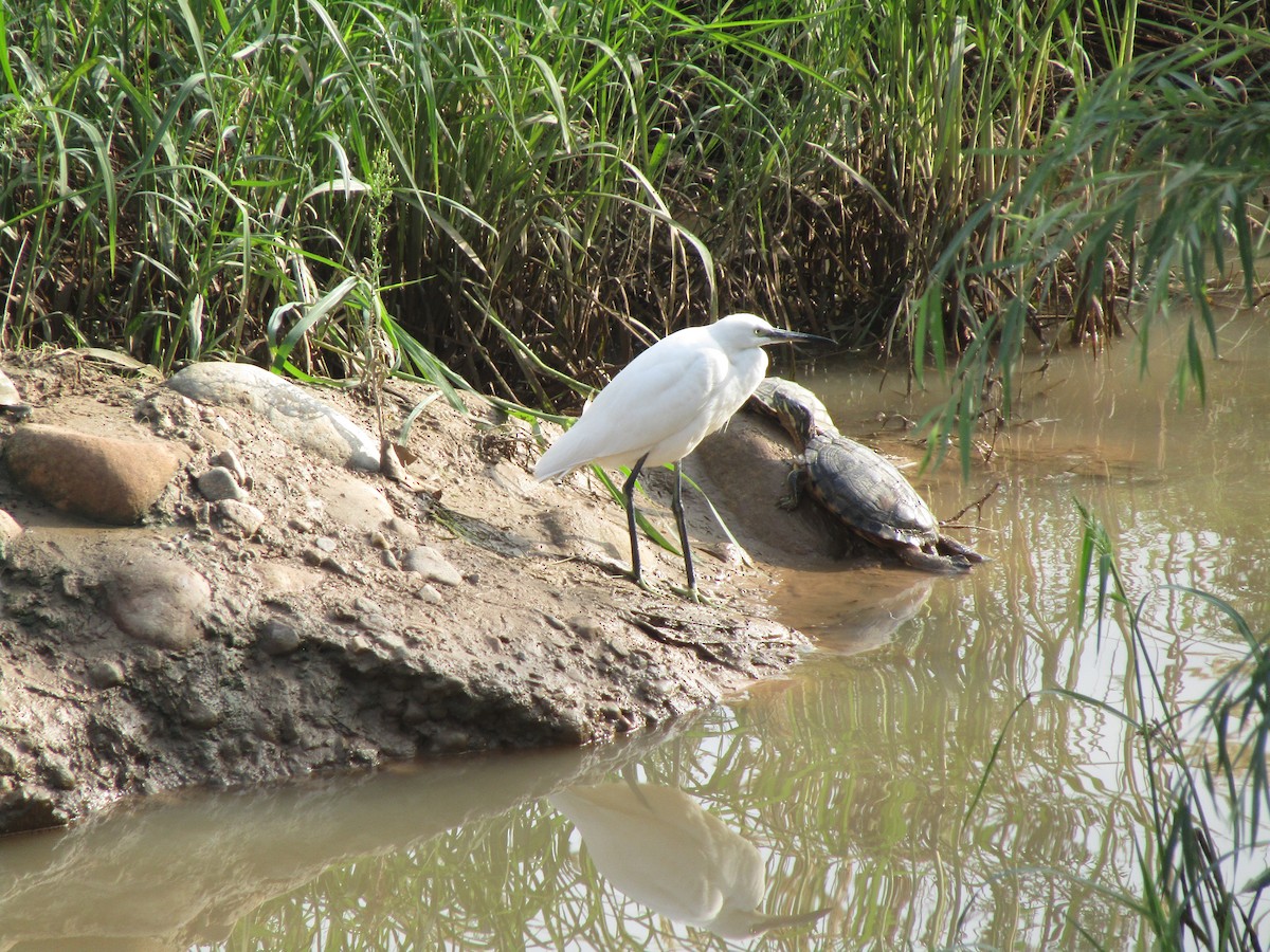 Little Egret - Richard Li