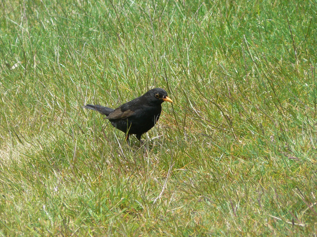 Eurasian Blackbird - ML68220151