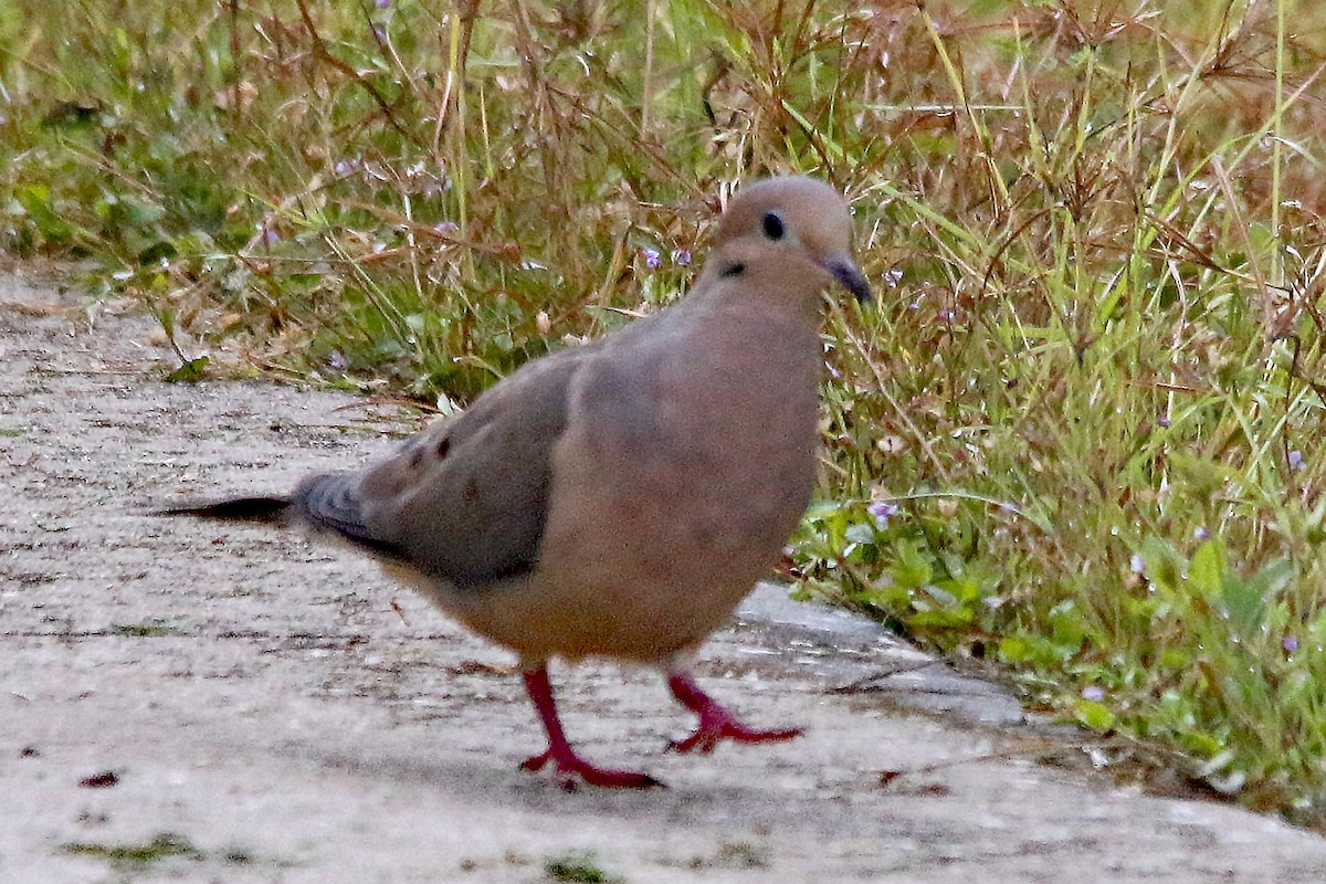 Common Ground Dove - ML68220421