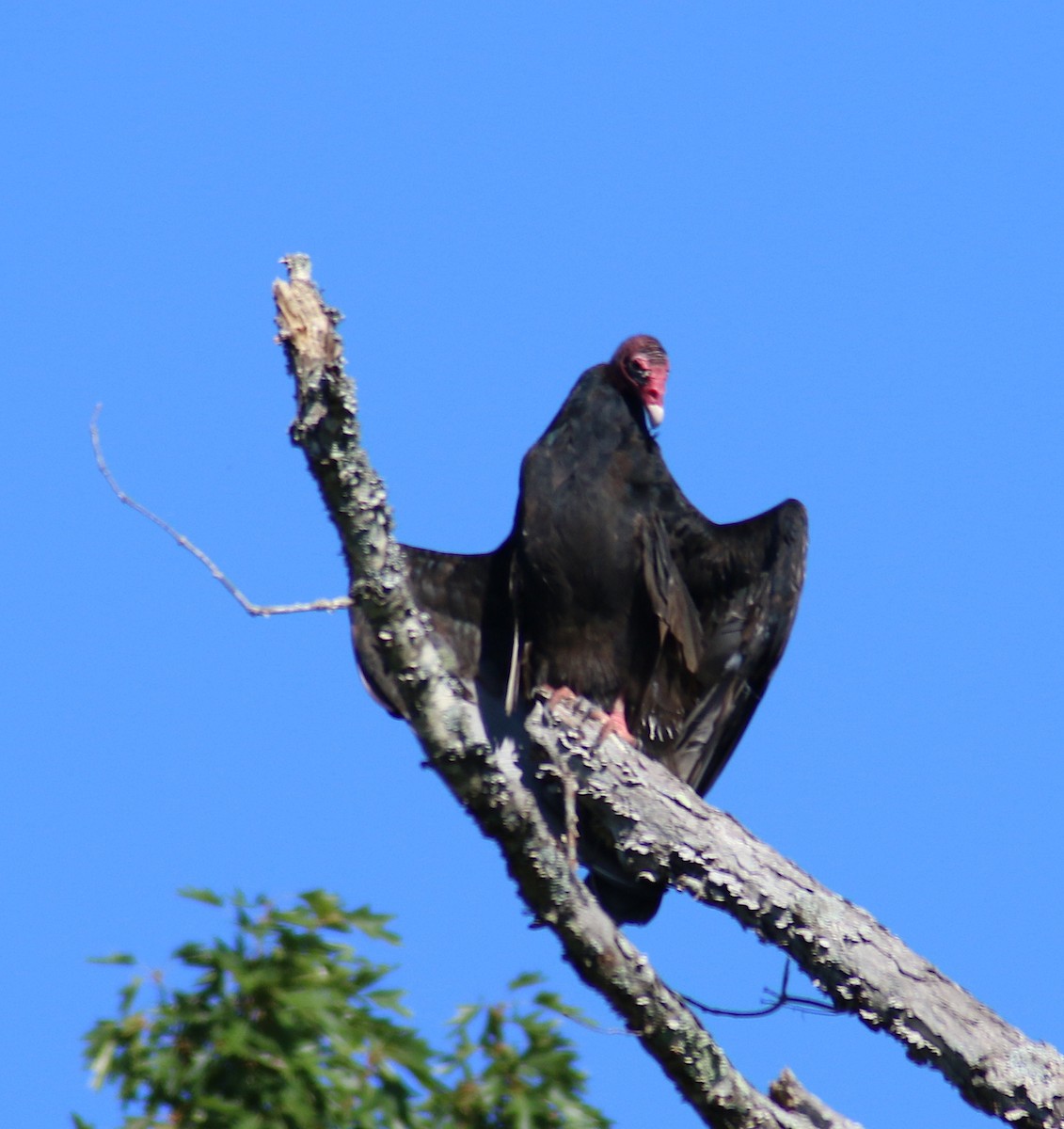 Turkey Vulture - ML68221271