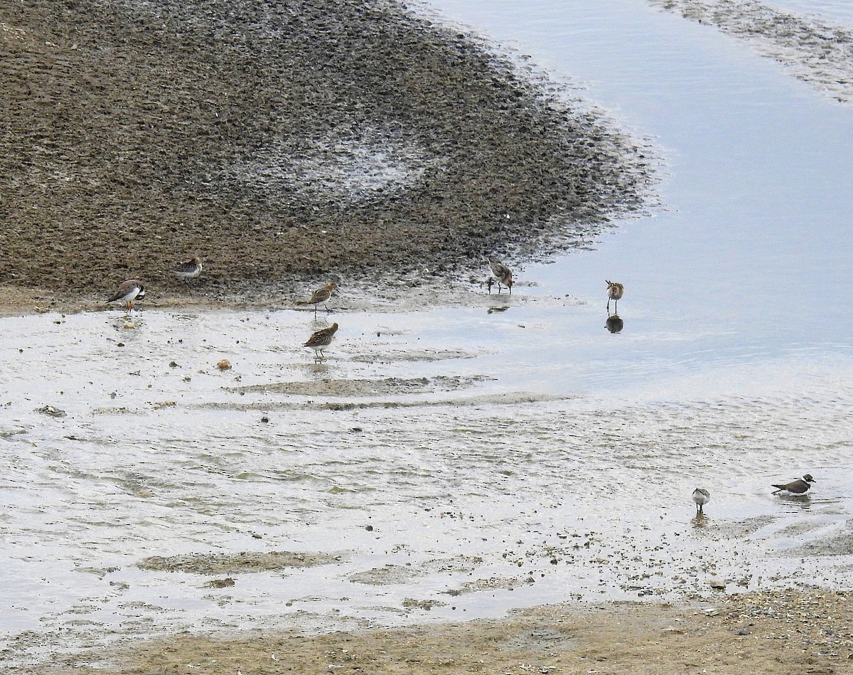 Dunlin - Robert Martin