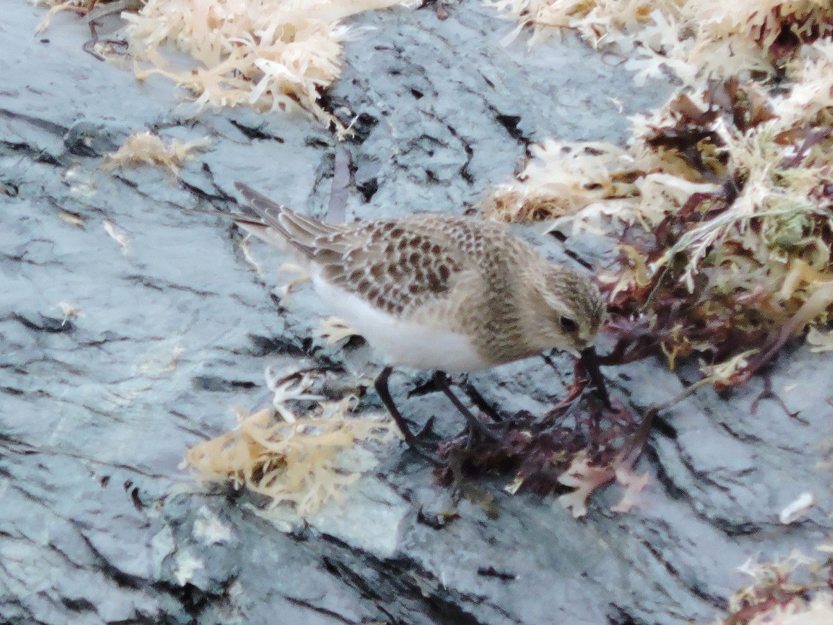 Baird's Sandpiper - ML68224451