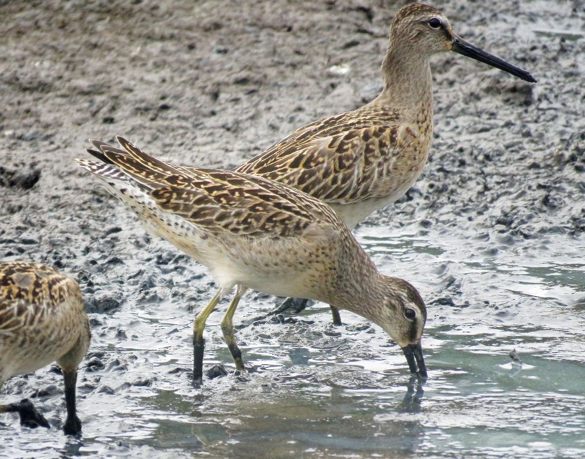 Short-billed Dowitcher - Dika Golovatchoff