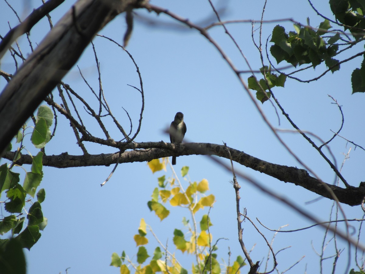 Olive-sided Flycatcher - ML68226001