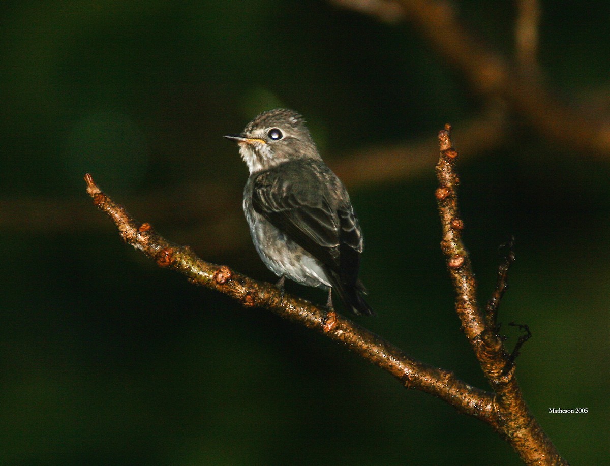 Gray-streaked Flycatcher - Blake Matheson