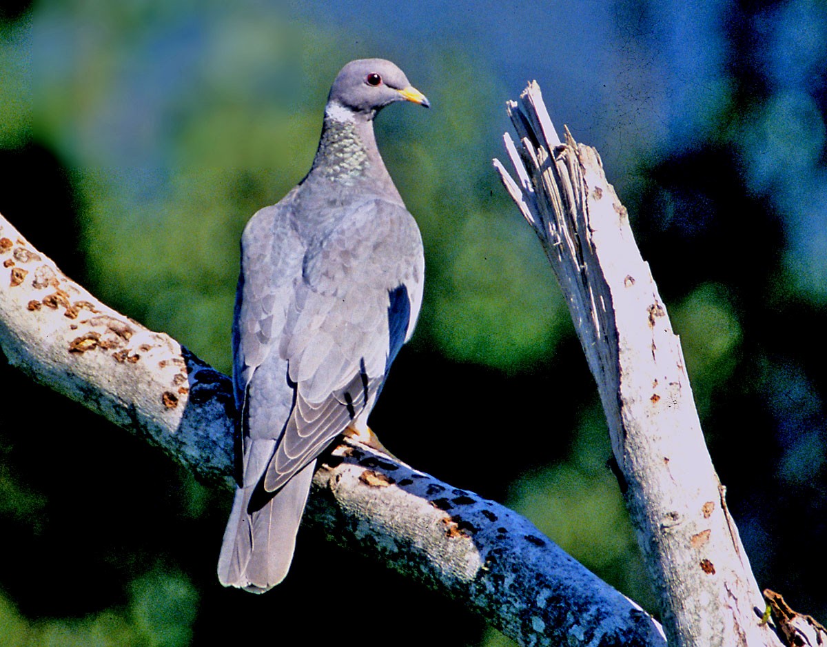 Band-tailed Pigeon - ML68228441