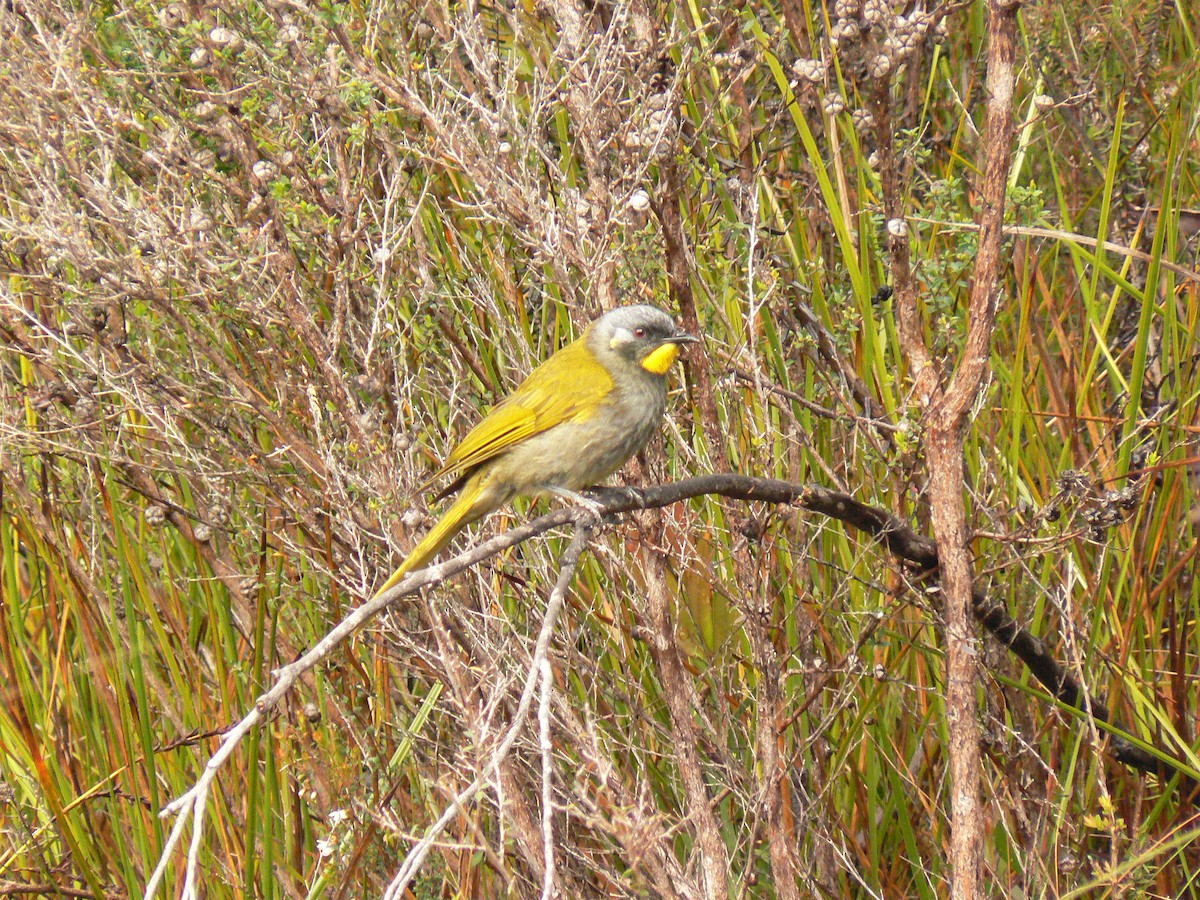 Yellow-throated Honeyeater - ML68231571