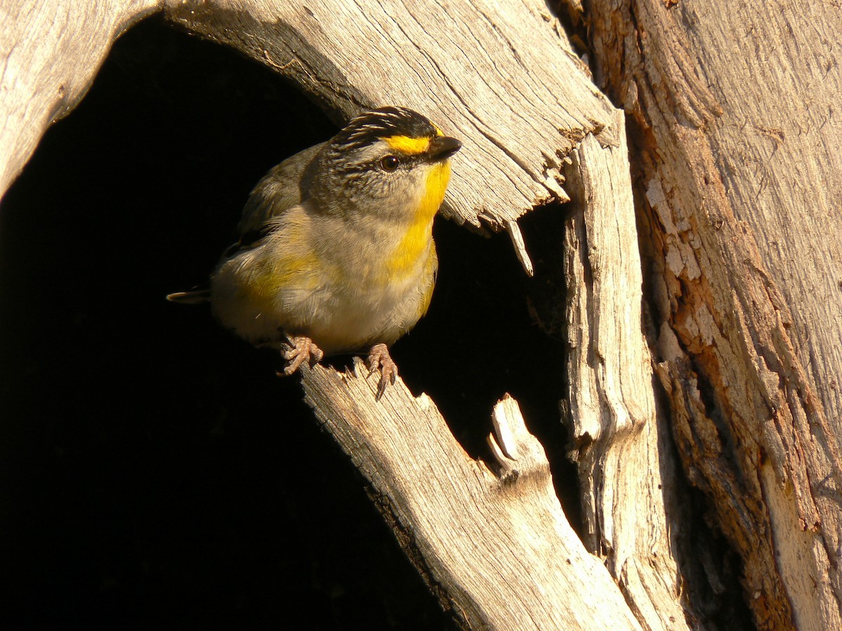 Striated Pardalote - ML68231691