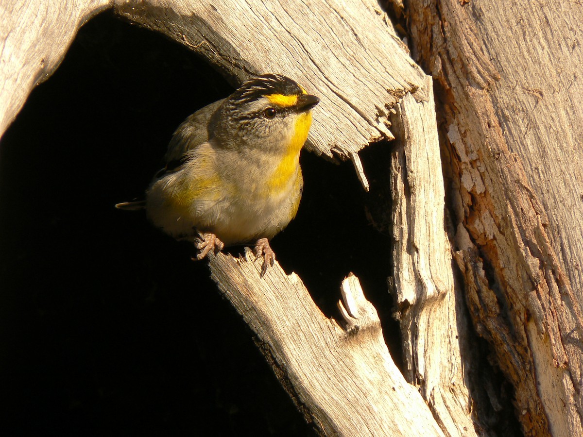 Striated Pardalote - Adam Jackson