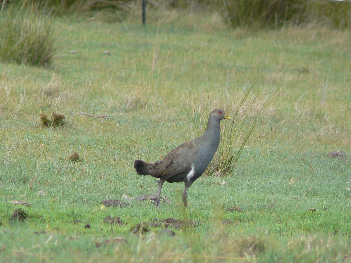 Tasmanian Nativehen - ML68231831