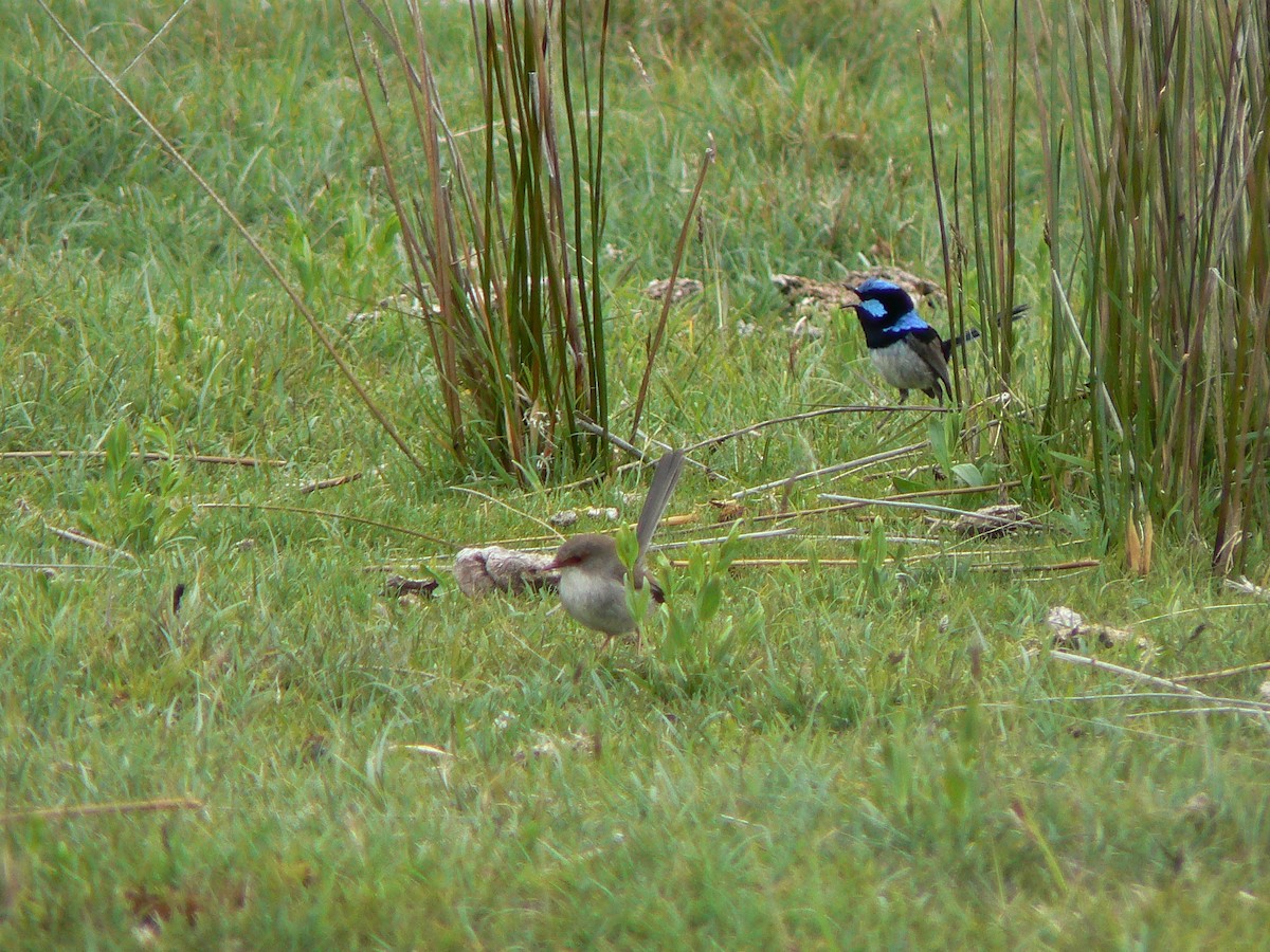 Superb Fairywren - ML68231941