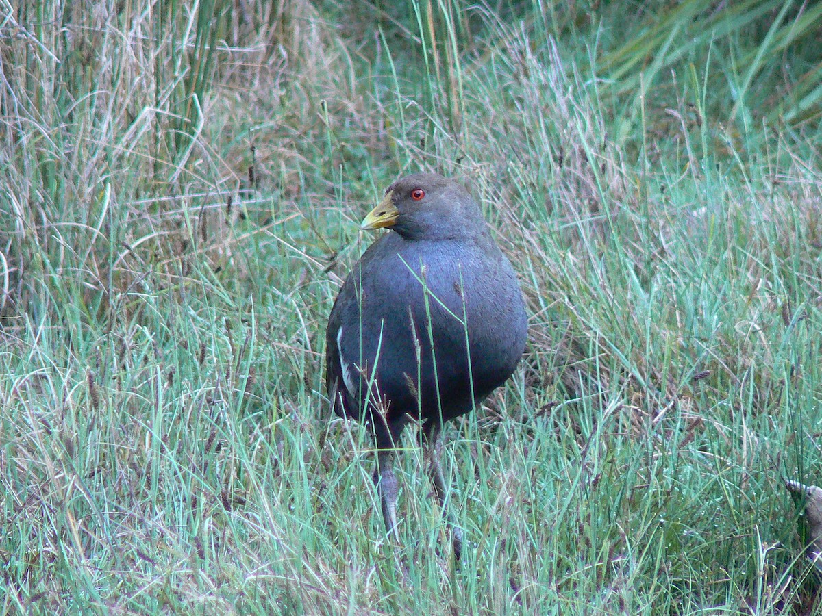 Tasmanian Nativehen - ML68232021